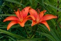 Twin Orange Lilys After Rain