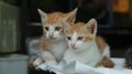 Twin orange white cats who are staring at something with their sharp eyes