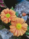 Twin orange wonderfull flower.