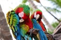 Twin parrots Royalty Free Stock Photo