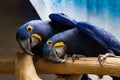 Twin Parrots in Funny Pose Royalty Free Stock Photo