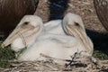 Twin pelican chicks facing opposite direction in protected setting