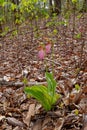 Twin pink lady\'s slipper plants