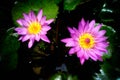 Twin pink lotus flower Royalty Free Stock Photo