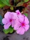 Twin Pink periwinkle amazing pic in one frame Royalty Free Stock Photo