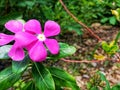 Twin purple flowers