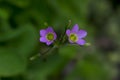 Twin Purple Flowers