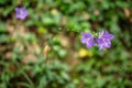 Beautiful Twin purple flowers