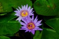 Twin purple lotus flower blossom