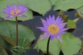 Twin purple lotuses stand out above the water