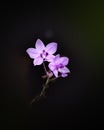 Twin purple orchid blooms isolated against the dark background. Beautiful flowers close-up photograph