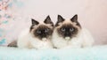 Twin rag doll cats