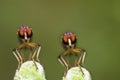 Twin Robber fly face view