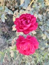 Twin rose Beautiful rose evening time good click