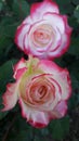 Twin roses Royalty Free Stock Photo