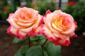 twin roses in the flowerbed Royalty Free Stock Photo