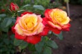 twin roses in the flowerbed Royalty Free Stock Photo