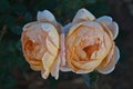 Twin Roses Royalty Free Stock Photo