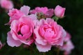 Twin roses Royalty Free Stock Photo