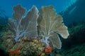 Twin Sea Fans on a Coral Ledge Royalty Free Stock Photo