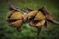 Twin seed pods of Hibiscus tiliaceus