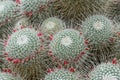 Twin spined cactus Mammillaria geminispina, red budding pants