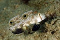 Twin-spot Goby