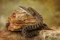 Twin-Spotted Rattlesnake on Desert Rocks