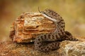 Twin-Spotted Rattlesnake With Tongue Out