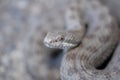 Twin-spotted Rattlesnake