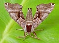 Twin-spotted Sphinx Moth