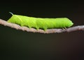 Twin-spotted Sphinx (Smerinthus jamaicensis) Caterpillar