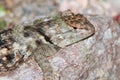 Twin-spotted Spiny Lizard & x28;Sceloporus bimaculosus& x29;