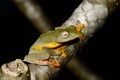 Twin-spotted Treefrog (Rhacophorus bipunctatus) Royalty Free Stock Photo