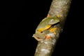 Twin-spotted Treefrog (Rhacophorus bipunctatus) Royalty Free Stock Photo