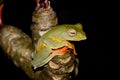 Twin-spotted Treefrog (Rhacophorus bipunctatus) Royalty Free Stock Photo