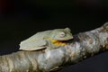 Twin-spotted Treefrog (Rhacophorus bipunctatus) Royalty Free Stock Photo