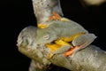 Twin-spotted Treefrog (Rhacophorus bipunctatus) Royalty Free Stock Photo