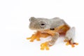 Twin-spotted Treefrog Rhacophorus bipunctatus on a white back