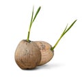 Twin Sprout of coconut tree isolated Royalty Free Stock Photo