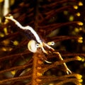 twin stipe crinoid shrimp with a parasite