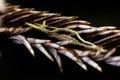 twin-stripe crinoid shrimp