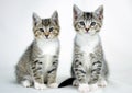 Twin Tabby Kittens Adoption Photo