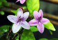 Twin tiny little violet flowers bloomed in an earthen pot in my rooftop in Burdwan, West Bengal, India Royalty Free Stock Photo