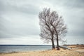 Twin tree on a beach, color toning applied Royalty Free Stock Photo