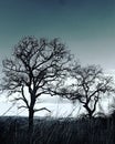 Twin tree silhouette Royalty Free Stock Photo