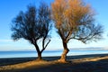 Twin trees at the beach. Tamarisk trees in front of blue Aegean Sea Royalty Free Stock Photo