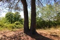 Twin trees: double trunk: curiosity of nature Royalty Free Stock Photo