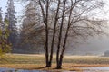 Twin trees in foggy park Royalty Free Stock Photo