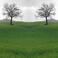 Twin Trees In a Green Field Abstract Royalty Free Stock Photo